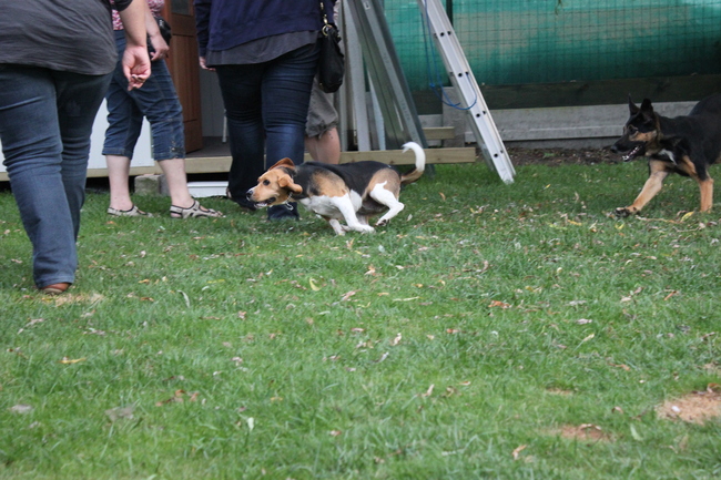 Jagen achter een beagle
