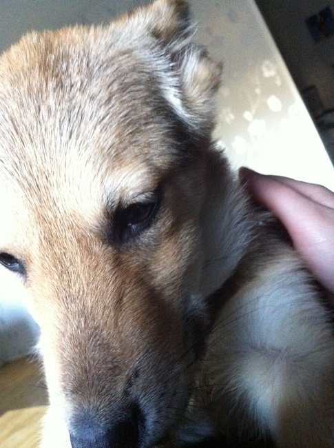 Lekker knuffelen bovenop baasje <3 nr 3.