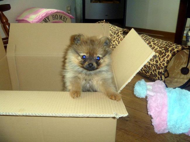 Jeeej! nog meer speeltjes zijn bezorgd