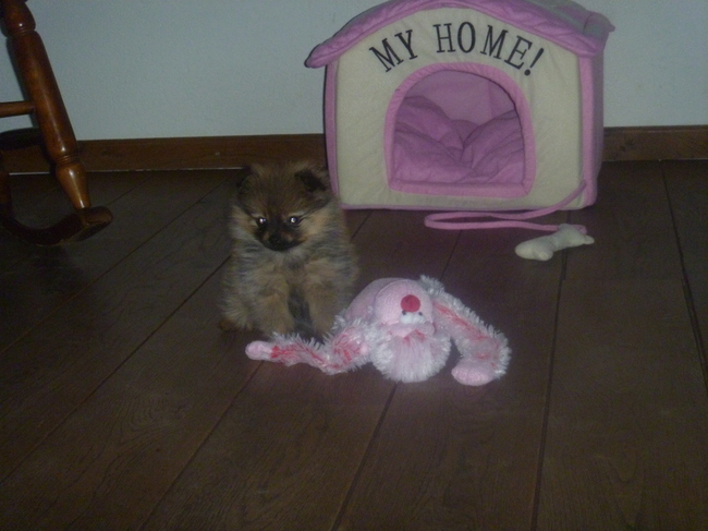 en aapje, daar speelt ze het liefst mee