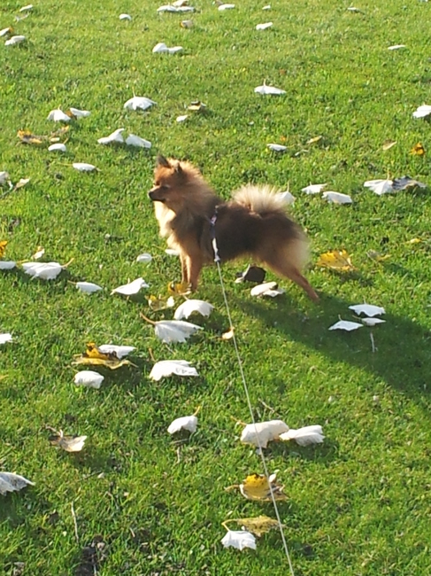 fijne lange wandeling maken nu de zon er nog af en toe is