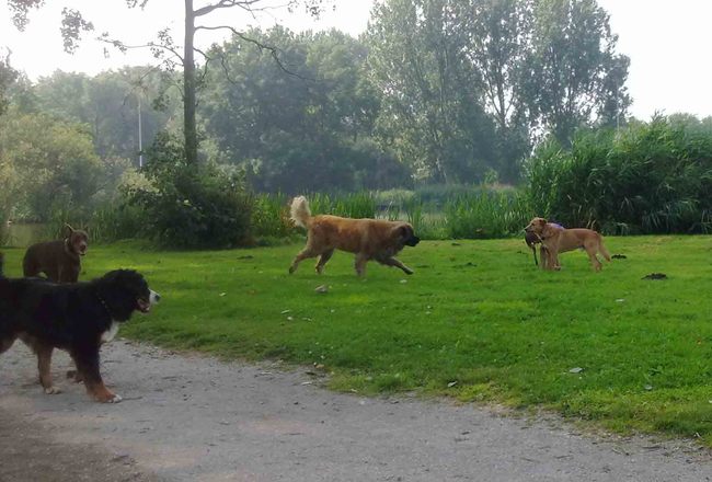 In het park zijn ook veel G R O T E (!) vriendjes.

Losloopgebied Zaanstad. (Wormerveer) 

http://www.hondenlosloopgebied.nl/index.php?option=com_content&task=view&id=50&Itemid=38