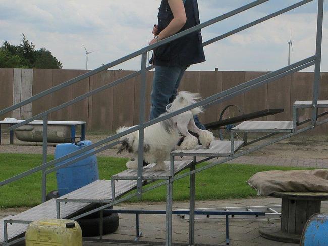 Dino@Belgische GH