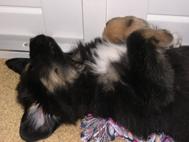 Norbu, onze reu, net twee maanden oud.