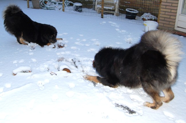 Heerlijk spelen in de sneeuw!