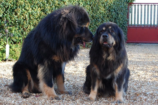 Kaya en Chang-Chup in Frankrijk.