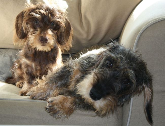 Dit zijn crumble en chocolat, onze boeffies