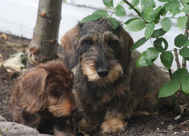 choco, net 11 weken en meteen dikke vriendinnen met crumble