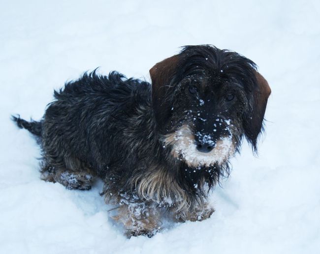 Crum hier een klein half jaar vind de sneeuw vooral geweldig