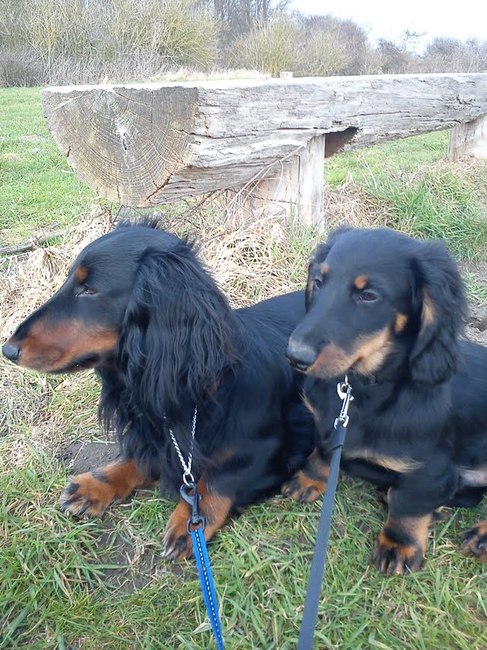 Dit zijn Rocky en Nero. Nero woont helaas niet meer bij ons.
