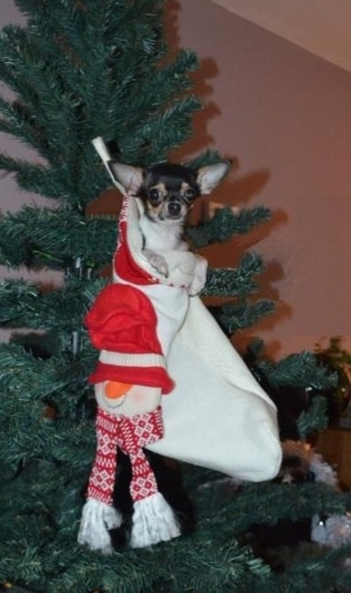 Namens Bart iedereen een heel vrolijk kerstfeest!