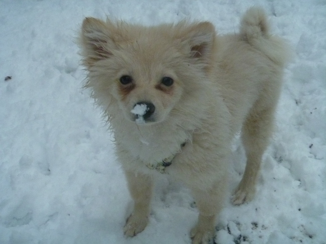 Voor de eerste keer in de sneeuw samen met Lola