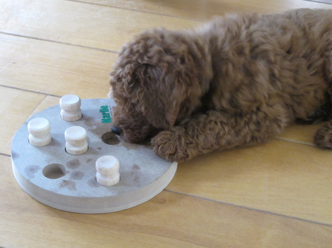 Sinds 2 weken heb ik een leuk spel.Lekkere brokjes verstopt onder houten bekertjes