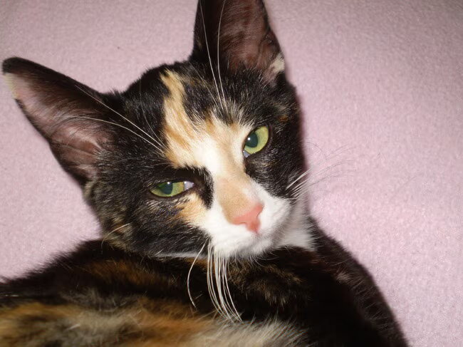 Luna, onze nieuwe huisgenoot