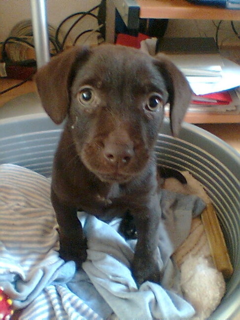 Dit is onze kruizing engelse stafford labrador