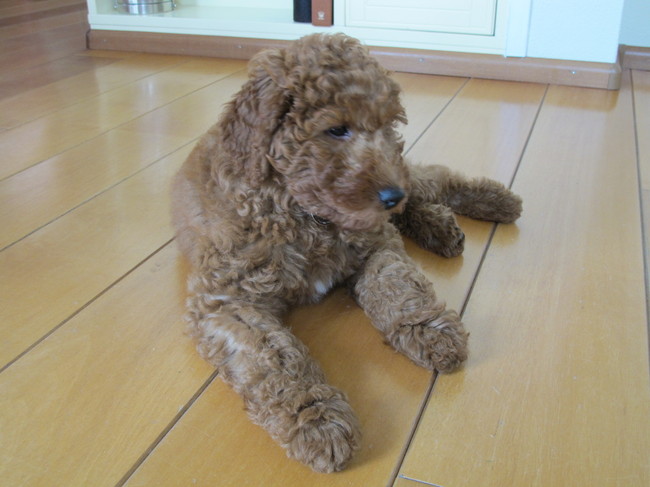 Mango,onze eerste labradoodle.Schat van een pup