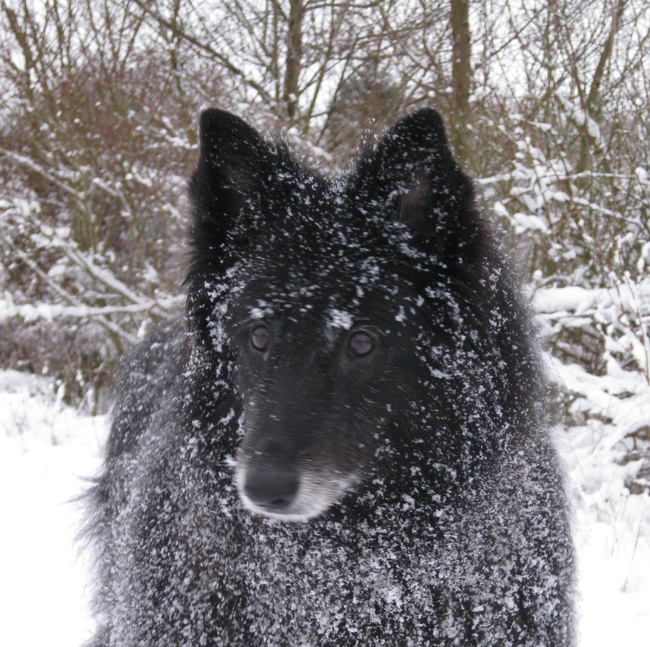 Quinty geniet altijd volop van de sneeuw!