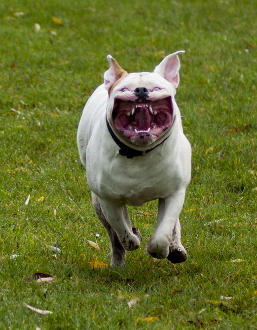 grote bek,klein hartje