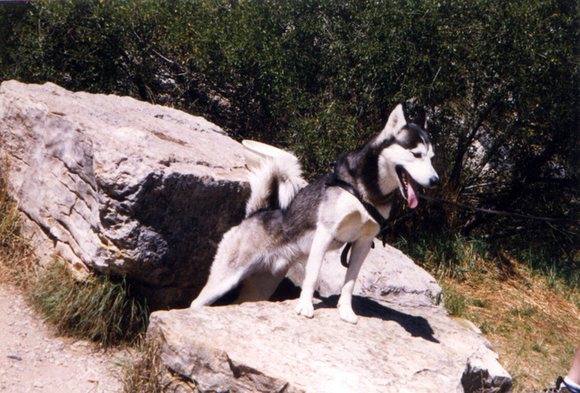 m'n husky Wolf (RIP) 