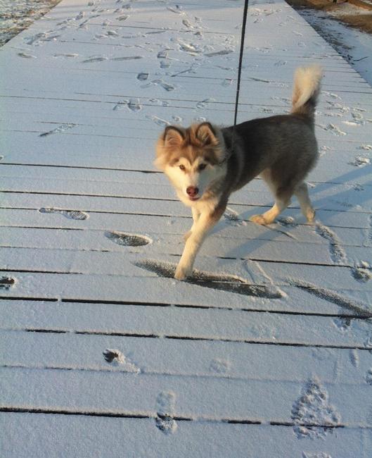 Misha's eerste sneeuw 