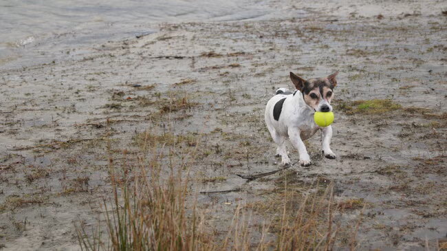Foto van Vrouwtje van Denzel en Diva (R.I.P. Dixie)