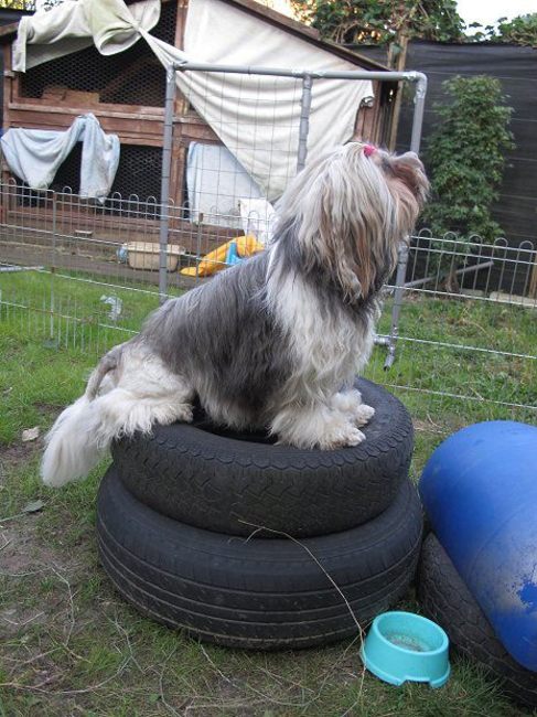 Kai@Belgische GH (training thuis)