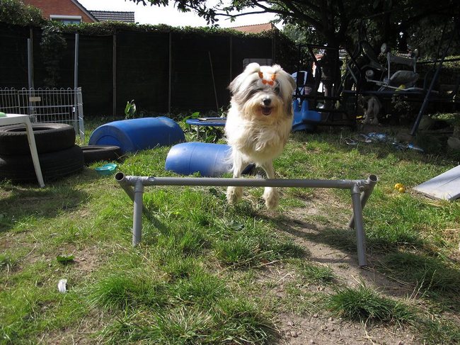 Dino@Belgische GH (training thuis)