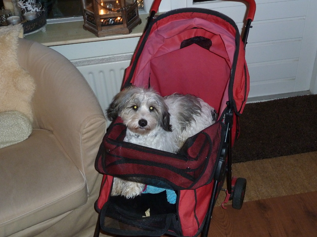 Vrouwtje heeft een honden buggy gekocht. Nu mag ik lekker overal mee, zelf de winkels in. En straks op vakantie mag ik overal mee de winkels in en hoef ik niet alleen bij de tent te blijven. Handig...En ik ben dol op mijn kar...Ik wil er steeds in haha.
25-12-2012