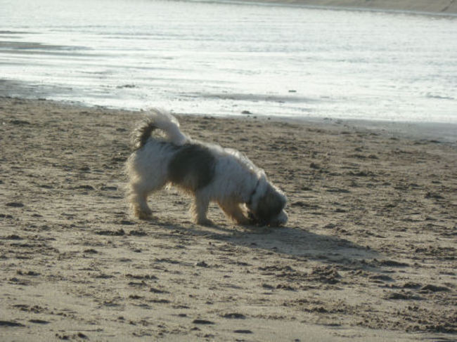 Dit is het liefste wat ik doe, rennen op het strand.
6-1-2013
