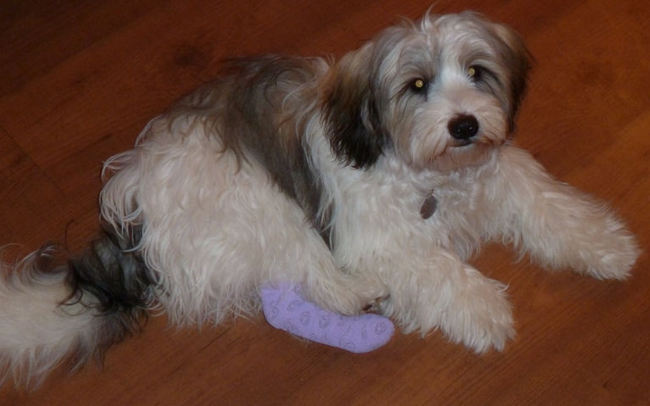 Ja en toen had ik pech. Er lag onder de sneeuw een stuk aluminium en een van mijn kusentjes onder mijn pootje lag helemaal open. Bloeden als een rund. 2 hechtingen en antibiotica. Niet leuk :-(
14-1-2013