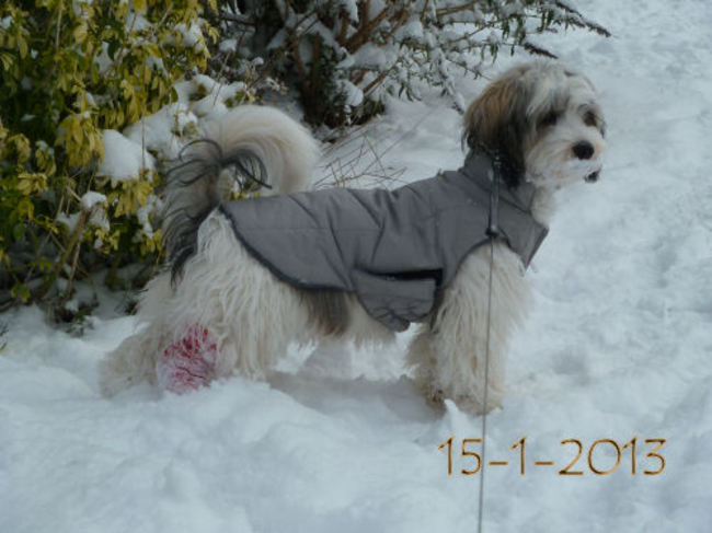 Sneeuw op mijn snoet?? het kan mij niet gek genoeg met al de sneeuw.
15-1-2013