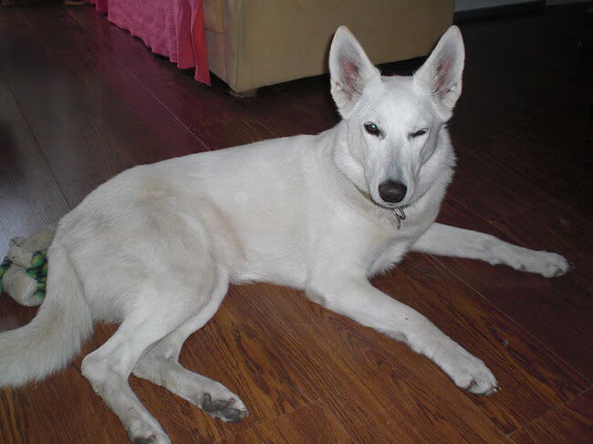 Dit is Senne 4 jaar ze is een speelse lieve hond
