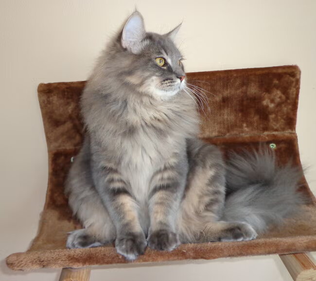 Wollie de Wolf