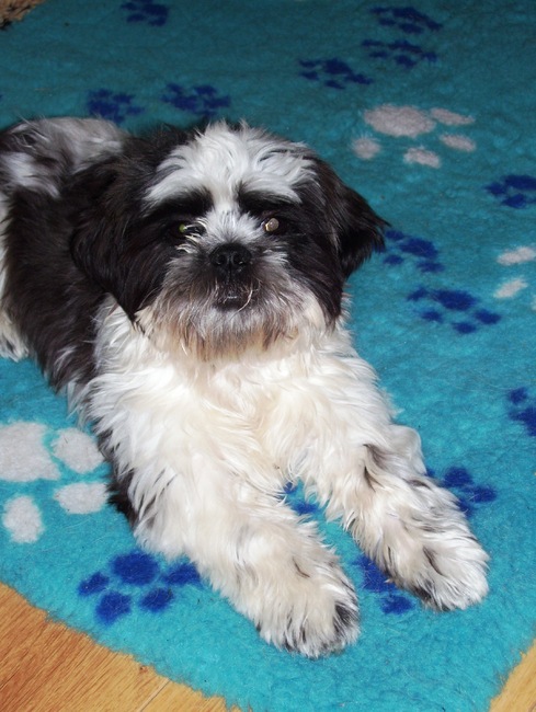 Hier is onze nieuwe aanwinst: Benjamin!!! Deze lieve schat heb ik geadopteerd, hij komt van een inbeslagname. Hij is nu net 10 maanden oud en hij leert supersnel en heeft een ontzettend lief karaktertje. Benjamin is ook onmiddellijk door mijn andere 2 honden en de poes geaccepteerd.