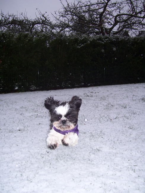 Benjamin in zijn eerste sneeuw en hij was onmiddellijk weg van het witte goedje!