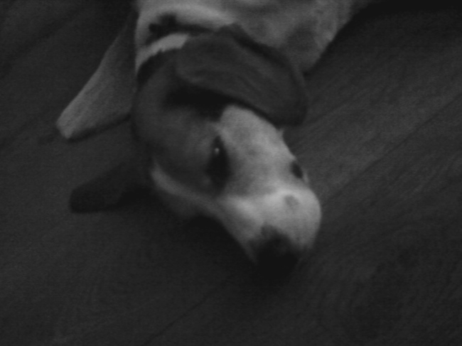 Wopper: Ik ga even een dutje doen :)