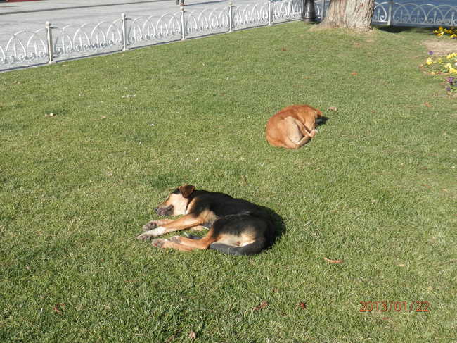 De prachtige straat honden in Istanbul