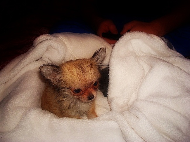 Toen we boefie net een dagje hadden. (12 weken)