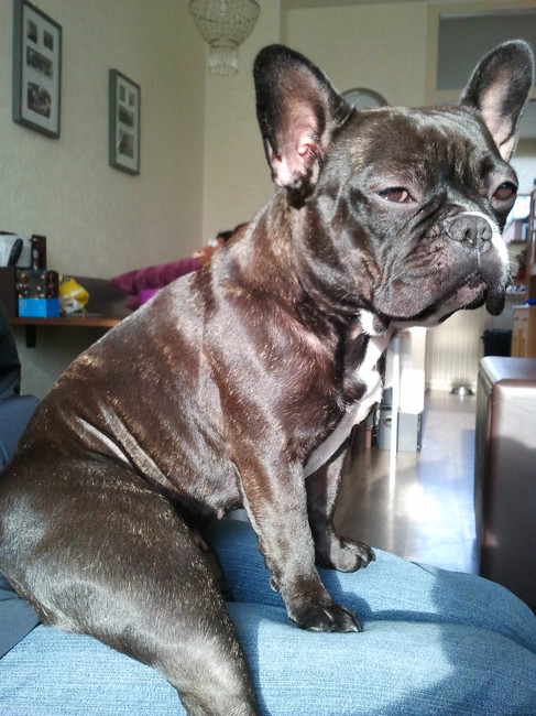 SPEELKAMERAADJE VAN LOBBUS