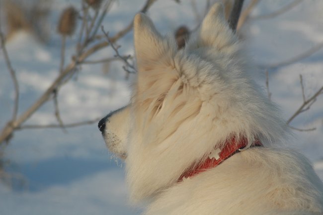 Winterportret va Zaros Keano Adorable White Pearl