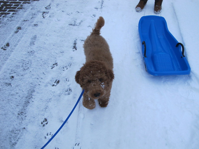 heerlijk in de sneeuw