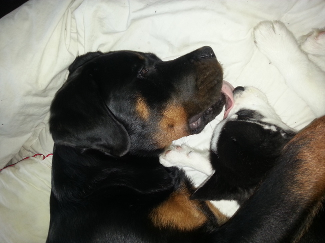 ben je al schoon lief broertje van me