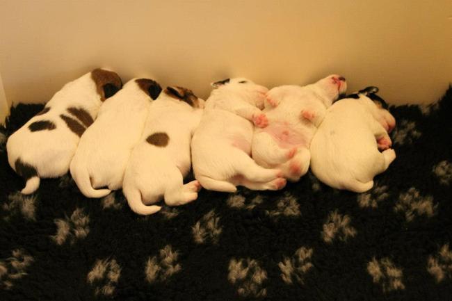 Van links naar rechts:
Orena,Oepsie,Odina,Onno,Ozzy en kleine Olea.