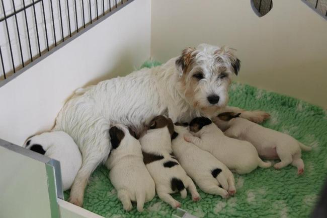 Mama Luna met haar kroost.