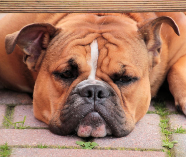 Nee.......daar pas je echt niet onder door....zelfs niet met brute kracht....