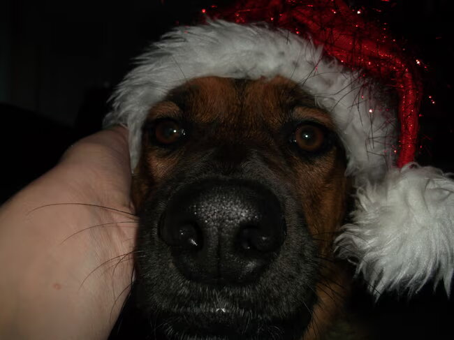 hallo, ik ben djurana een herder/labradormix. ik ben een hond die uit…