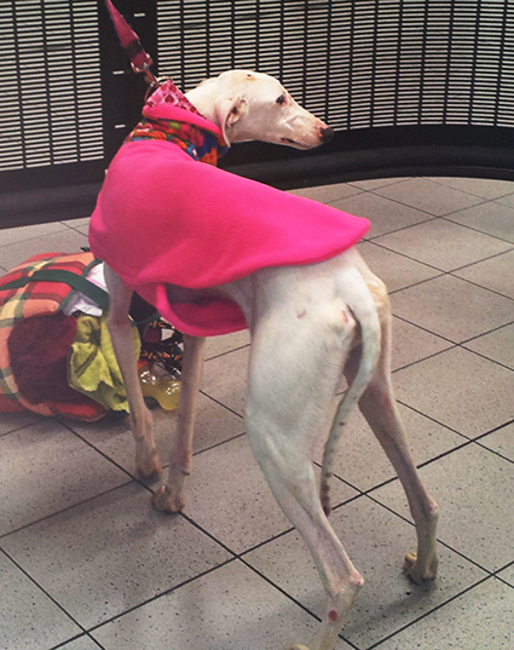 Casper een 3 jaar oude Galgo .. 