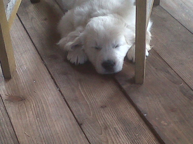 Dag 1 bij ons thuis. :-)