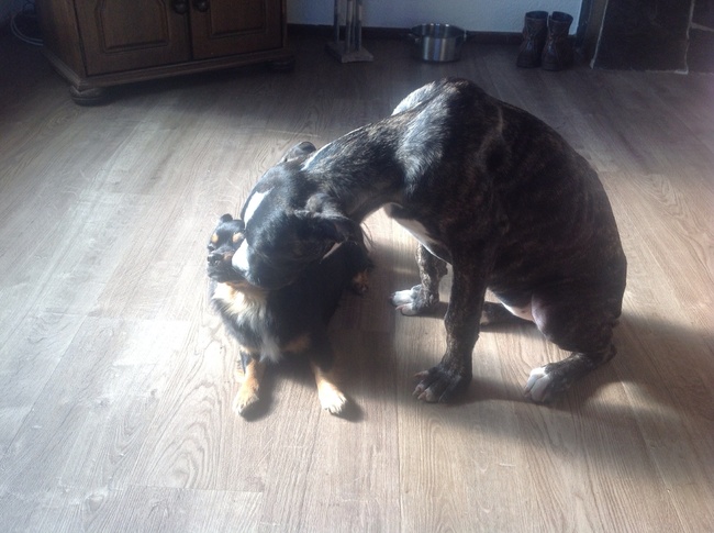 Libby geeft een kusje aan Turbo.