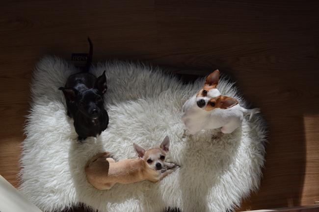 Desie, Evie en Jamie